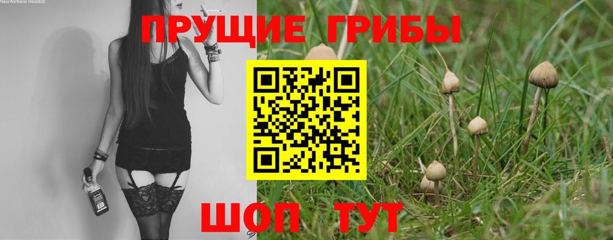 Псилоцибиновые грибы прущие грибы  купить наркотик  Вход с VPN  Клин  Псилоцибиновые грибы Psilocybe 